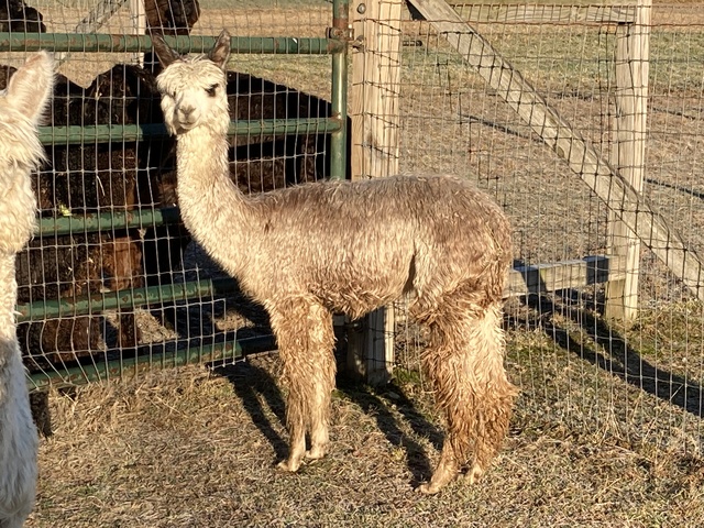 Rosie after shearing