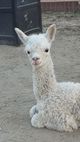 2014 Cria Mary Jane daughter of Icon