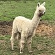 First cria named Boss at 7.5 months