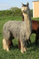 Sonny's Sire: SILVER STONE