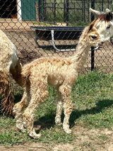 2022 Female cria sired by Whistling Pines Bold Ruler