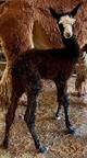 Chocolat's 2021 male cria at 2 days old