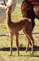 2016 Cria out of Force One