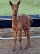 Rosa's 2021 cria sired by Challenger