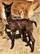 Ginny's 2020 cria sired by Challenger at 9 days old