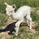 Majik's 2021 male cria sired by Page Master at 8 days old