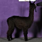 Ambiance's 2021 male cria sired by GLR Bronson