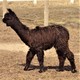 2018 black male cria sired by Silver Heat