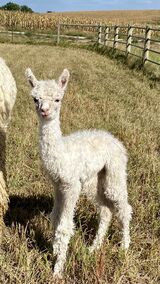 Zoltar is proven and has crias on the ground. They look awesome! 2023 male cria Chance