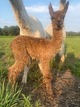 2021 cria sired by Remington