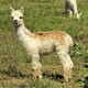 Miss Me' ts 2019 Cria Sired By Golden Legacy