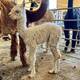 Miss Me's 2021 Cria Sired By Abe