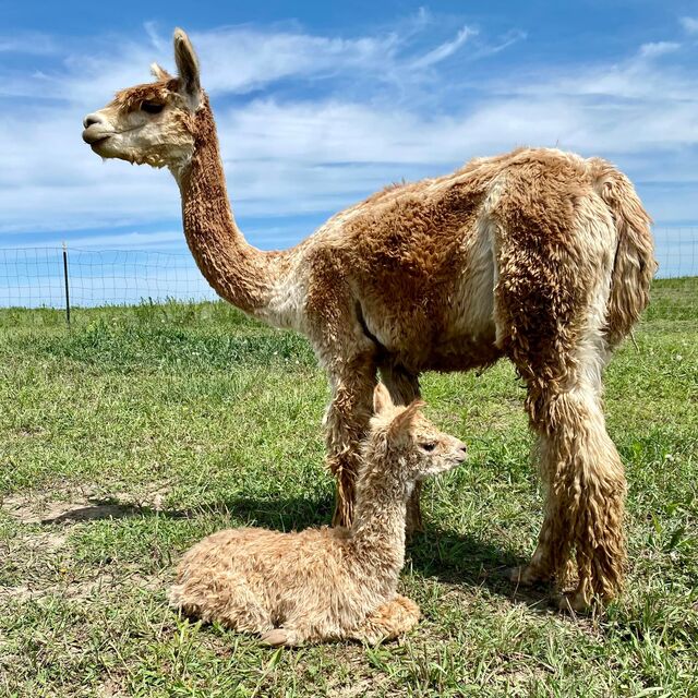 Princess Jezira with her 2022 female cria sired by Challenger on the day she was born in 2022