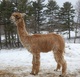 PRINCESS JEZIRA - beautiful conformation and luster shows on a cloudy day