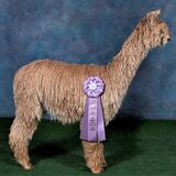 Jezira's 2021 female cria sired by Page Master was a banner winner at 8 months of age.