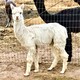 2018 cria sired by RKR Trigger Tripper