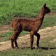 Liberty Bond's first cria sired by Bojack