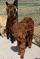Liberty's 2021 cria name Liberty Belle at 7.5 months old.