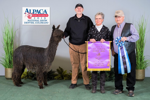 WLK Remington Steele is a two time banner winner at AOA Nationals.