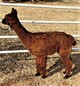 ANDACAL BOJACK'S LIBERATOR AT 7.75 MONTHS IS EXHIBITING A VERY GOOD DENSITY IN HIS LOCKED & LUSTROUS FLEECE!