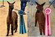 LIBERATOR (8.8 MOS.) HAD A 3 BANNER CLEAN SWEEP AT TXOLAN DOUBLE SHOWS INCLUDING THE WALKING FLEECE COLOR CHAMPIONSHIP