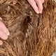 LIBERATOR HAS A BEAUTIFUL FLEECE AT 9 MONTHS OF AGE