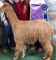 Sire: HPR Alaskan Gold, 2 times Judge's Choice winner including at The Futurity