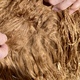 Kosmos at 8.4 months has a fine fleece that is a beautiful copper color. It has luster, locks, & density.