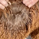 A DENSE, NICELY LOCKED, LUSTROUS FLEECE AT 9.5 MONTHS OF AGE