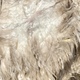 KALARA AT 8.4 MONTHS HAS A FLEECE WITH EXQUISITE LUSTER!