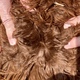 AT 4.6 MONTHS KEILANI’S FLEECE IS GORGEOUS! IT HAS A SLICK OILY LUSTER.