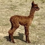 KEILANI'S FIRST CRIA SIRED BY MICAH WAS BORN IN 2023. HE'S A WEEK OLD IN THIS PICTURE.