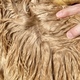 WOW! THAT’S A BEAUTIFUL, LUSTROUS, AND ORGANIZED FLEECE AT 4.4 MONTHS OF AGE!