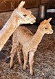 2019 CRIA LUCIANO STANDING NEXT TO LOVELY LUCILLE