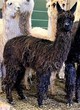 Black male cria sired by BB born in 2020