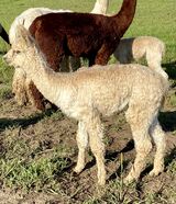 SHELBY'S 2023 CRIA SIRED BY MICAH