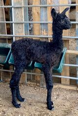 2022 CRIA SIRED BY REMINGTON