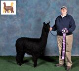 AT THE 2022 MOPACA DOUBLE SHOW WEEKEND BOBBY WON 2 BANNERS (AGE 21.9 MONTHS)