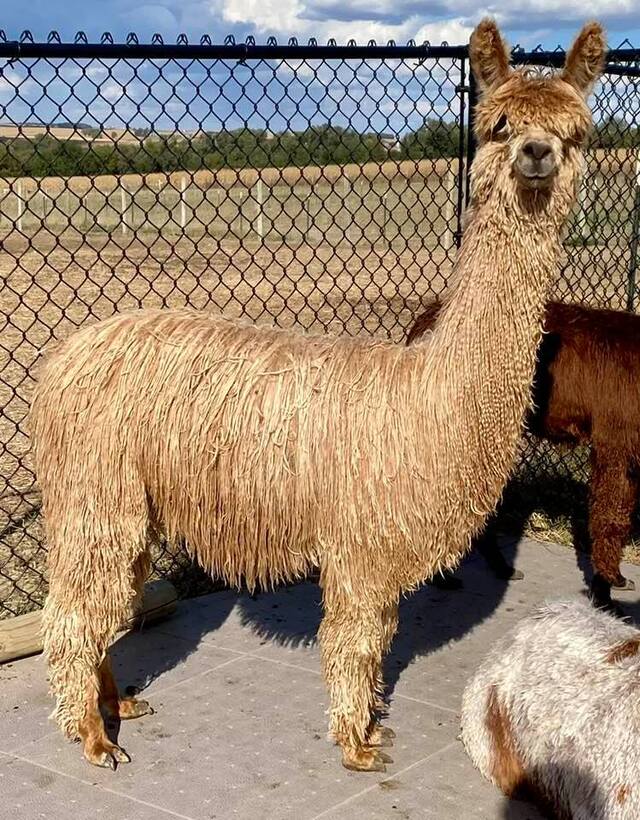 ANDACAL COMET'S GOLDEN JEWEL AT 16 MONTHS HAS A GREAT SURI PHENOTYPE AND WONDERFUL FLEECE CHARACTERISTICS!