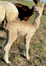 GABRIELLE'S 2023 ZOLTAR SIRED CRIA AT 5 DAYS OLD.