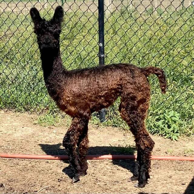 ANDACAL'S CAELEB HAS A HANDSOME SURI PHENOTYPE AND A GORGEOUS FLEECE THAT IS DRIPPING WITH LUSTER! (1.7 MONTHS)