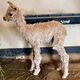 WE KNEW PRINCESS WAS SPECIAL ON THE DAY SHE WAS BORN. SHE WAS BORN WITH THE MOST WRINKLED SKIN OF ANY CRIA WE'VE PRODUCED.