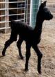 MAJESTYK AT 4 DAYS OLD IS PRANCING LIKE A CHAMPION