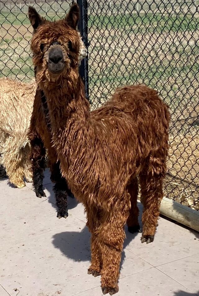 BELLE IS BEAUTIFUL. SHE HAS AN EXEMPLARY PHENOTYPE AND A FLEECE THAT IS FINE, LUSTROUS, AND ORGANIZED. (7.5 MONTHS OLD)