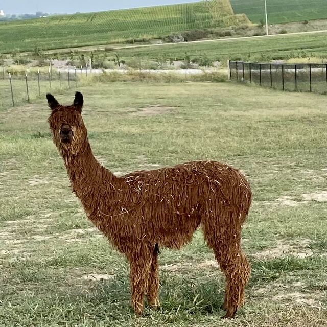 BELLE IS BEAUTIFUL. SHE HAS AN EXEMPLARY PHENOTYPE AND A FLEECE THAT IS FINE, LUSTROUS, AND ORGANIZED. (12.5 MONTHS OLD)