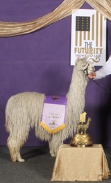 2014 CRIA CROSSFYRE WAS A NATIONAL AND FUTURITY CHAMPION IN 2016. CROSSFYRE  PRODUCED A NATIONAL SUPREME CHAMPION