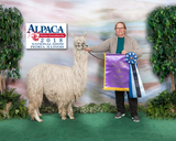 2016 CRIA STARFYRE WAS A MULTIPLE CHAMPION AND A JUDGE'S CHOICE WINNER AT GWAS.