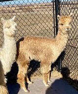 2021 CRIA AT 6.7 MONTHS OLD. SHE WAS SIRED BY WI CHALLENGER.