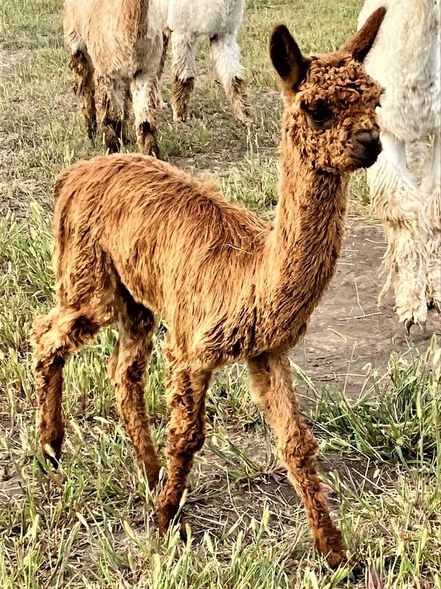 ANDACAL Comet's Kai has a great Suri phenotype and a lustrous and silky slick handling fleece.