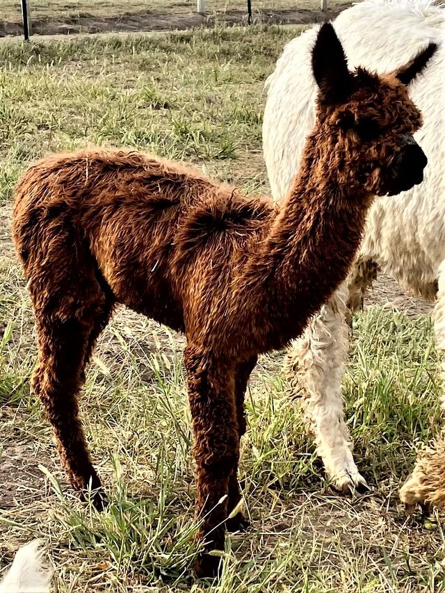 AURORA HAS A BEAUTIFUL SURI PHENOTYPE AND A DENSE FLEECE THAT IS FINE, LUSTROUS, AND ORGANIZED. (1.7 MONTHS OLD)